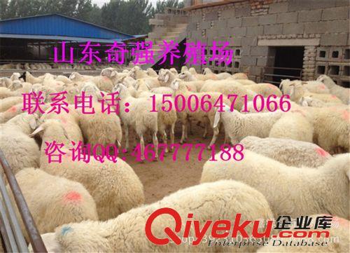 哪里有卖小尾寒羊羔的？小尾寒羊种羊种公羊 怀孕母羊 发情期母羊
