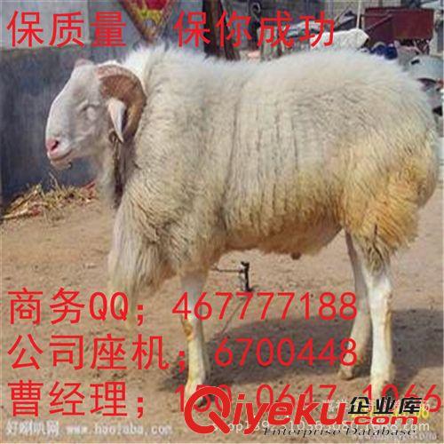 小尾寒羊羊羔 纯种小尾寒羊 种羊 新疆适合养殖小尾寒羊么?