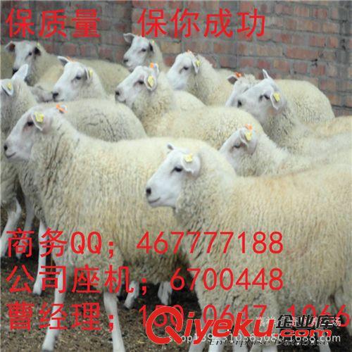 小尾寒羊羊羔 种羊小尾寒羊一年几窝？内蒙适合养殖小尾寒羊么？