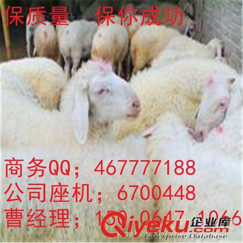 小尾寒羊一年2窝、一窝3-5个羔。羊羔多久出栏 能增重多少？
