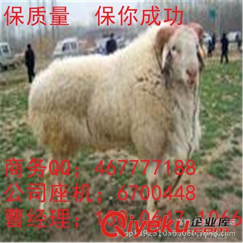 小尾寒羊育肥多久出栏？种羊羔 小羊羔 湖北适合养殖小尾寒羊吗？
