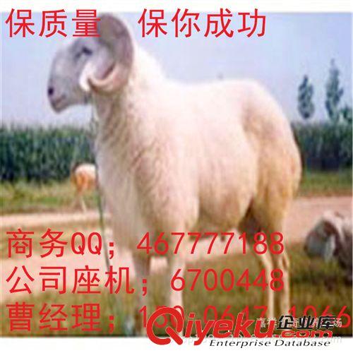 小尾寒羊效益怎么样小尾寒羊育肥能增重多少云南适合养小尾寒羊吗