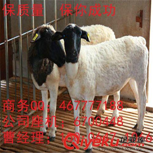 杜泊绵羊价格 哪里有纯种杜泊绵羊 杜泊绵羊月增重225斤 怀孕母羊