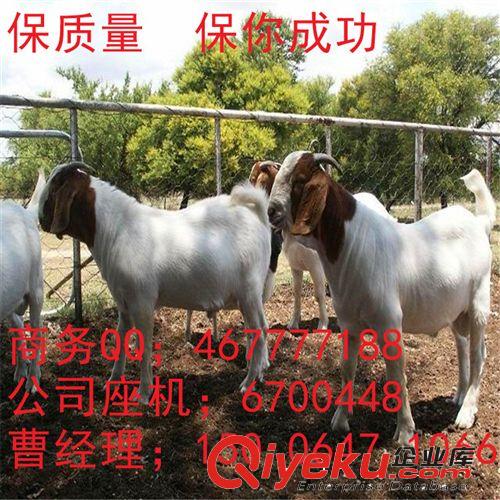 大量-羊-山羊-寒羊 -羊苗-羊羔-免费提供养羊技术- 羊养殖场