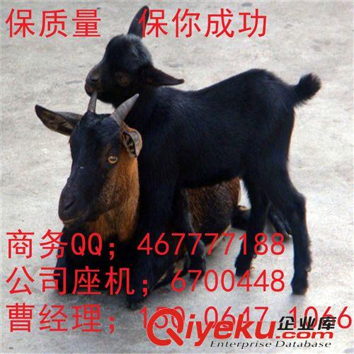 纯种努比亚黑山羊 羊羔 种羊 种公羊 怀孕母羊 发情期母羊 、