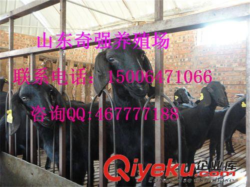黑山羊养殖总场 种羊繁育基地 肉羊养殖技术 黑山羊羔价格
