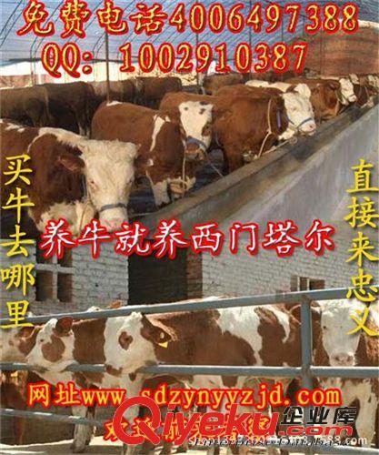西门塔尔牛6个月能长多少斤 大概多少钱