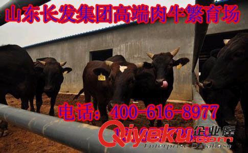 梨树区湖南省种牛 场家提供鲁西黄牛 西门塔尔牛 利木赞牛等出售