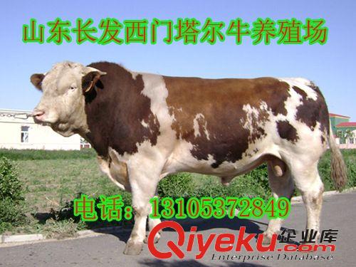 清远@西门塔尔牛犊价格{zx1}养殖场