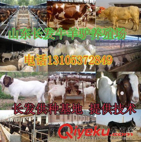 台州@供应肉牛价格 西门塔尔牛价格 肉牛犊价格行情