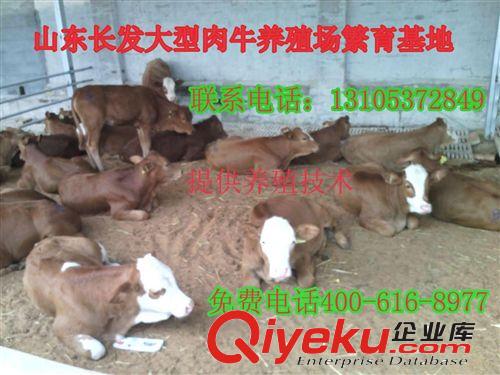 中山区西门塔尔牛犊价格哪里的西门塔尔品种{zh0}价格便宜
