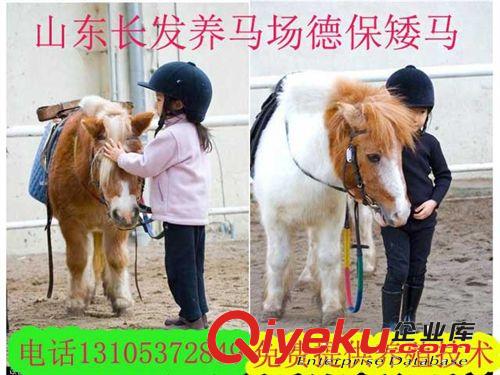 V豫南 德保矮马 鲁东德保矮马 德保矮马销售 ⊿