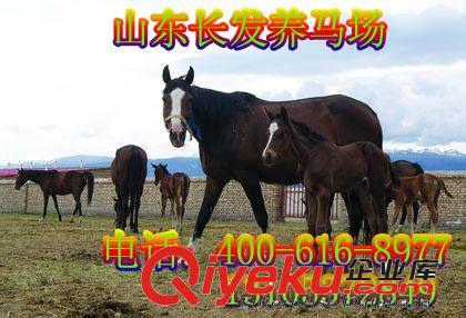 V矮马价格 优质三河马多少钱 赛马 蒙古牧马 骑乘马养殖