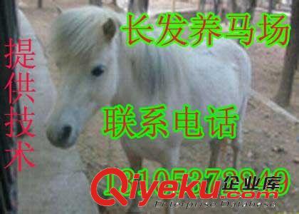 哪里有好看的马匹 可以乘骑的马驹 袖珍矮马的防疫程序长发提供