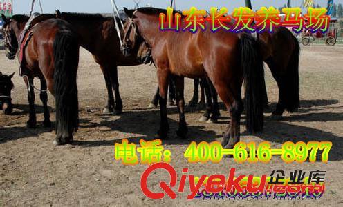 专业德宝矮马多少钱 供应纯种[德保矮马] 提供饲养驯服技术