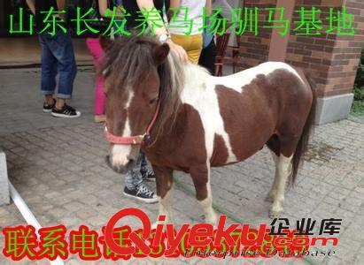 现在袖珍马价格，矮马的品种标准&纯血马,旅游用马,观赏马的品种