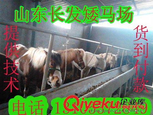贵州大型西门塔尔牛养殖场-出售菜牛、利木赞牛、牛犊，牛苗