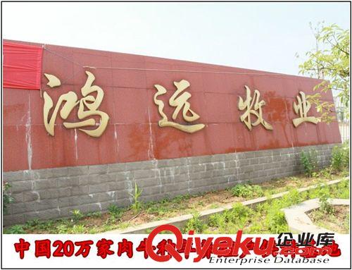 宠物矮马，广西德保矮马是宠物马吗 中国矮马有什么品种
