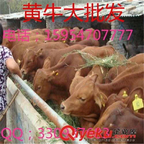 2014年{zx1}肉牛鲁西黄牛价格/鲁西黄牛肉牛犊1