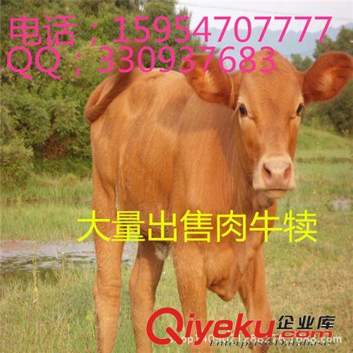 买牛卖牛如何养牛行致富     肉牛羊养殖基地肉牛养牛哪里有牛a