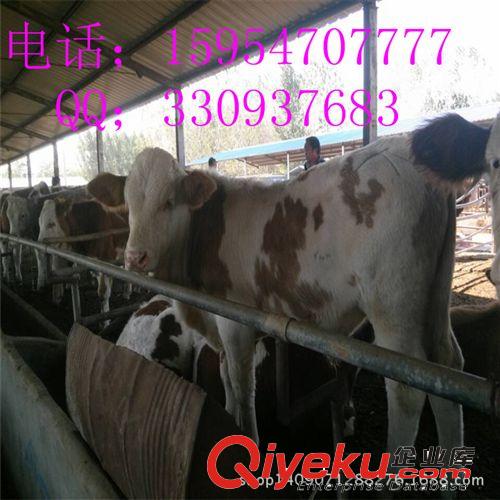 西门塔尔牛养殖技术,西门塔尔牛厂家,批发西门塔尔牛养殖