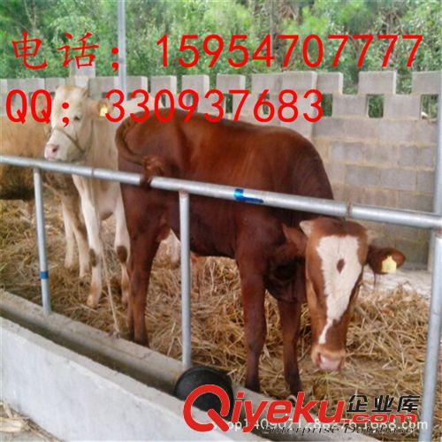秸秆养殖肉牛,肉牛的饲养标准肉牛的{zd1}价格, {zx1}肉牛价格,