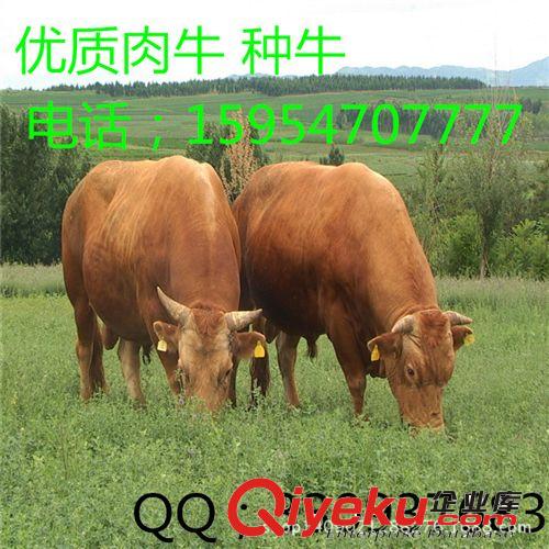 我想买牛我要买牛我要买架子牛   肉牛犊卖牛肉牛养殖技术a