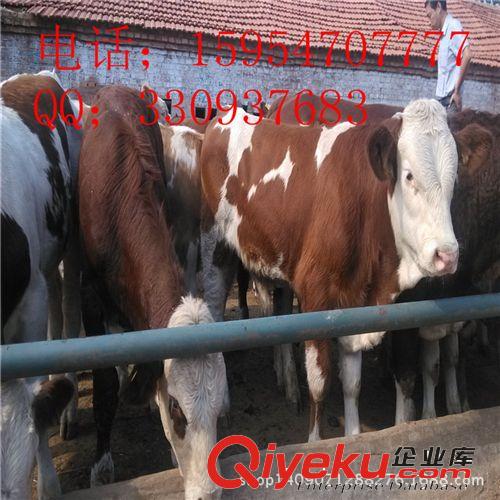 肉牛价格 肉牛养殖 山东肉牛 肉牛屠宰 莱州肉牛