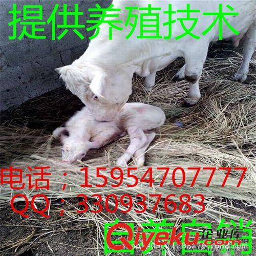 夏洛莱牛牛苗价格 {zx1}夏洛莱牛牛犊价格 肉牛繁殖基地 直销*