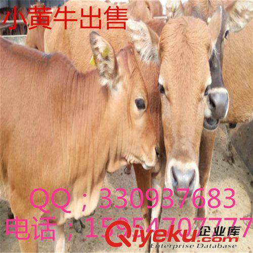 购肉牛犊购育肥牛购架子牛   购肉牛品种江苏肉牛浙江肉牛a
