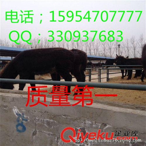 肉驴养殖场 肉驴品种 如何养驴 养驴场建设 养驴成本