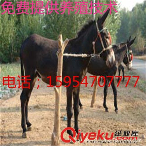 德州驴肉驴驴价格_德州驴肉驴驴市场报价_德州驴驴多少钱