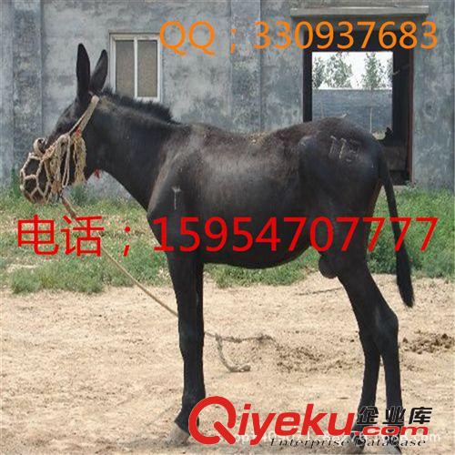 一头肉驴价格能卖到9000元—10000元,比种粮食作物增收快1