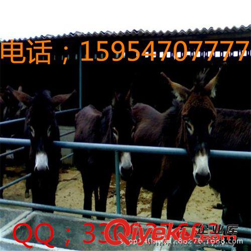 肉驴价格 肉驴养殖 肉驴养殖成本 驴驹肉驴养殖场 亿旺牧业1