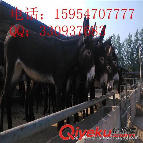 供应新疆肉驴 毛驴批发价格 优质毛驴养殖效益 /亿旺牧业/