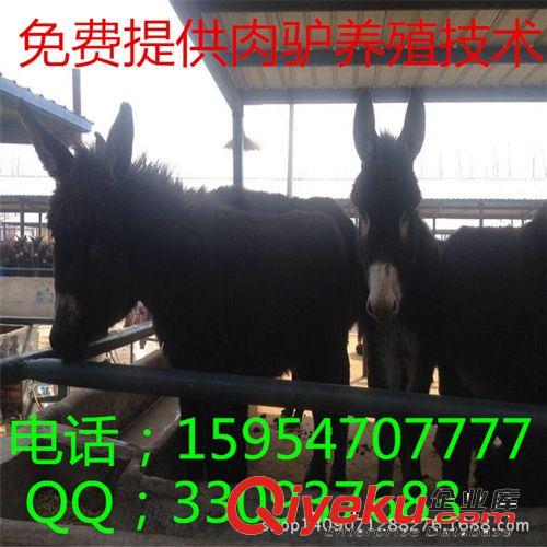 常年出售肉驴德州驴 改良肉驴 肉驴驴犊质量优良 价格低廉 *