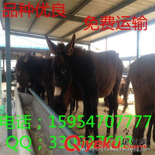 （肉驴）山东亿旺牧业大量出售肉驴育肥肉驴改良肉驴