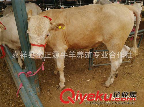 厂家供应夏洛莱牛  夏洛莱牛小牛犊价格  夏洛莱牛养殖利润