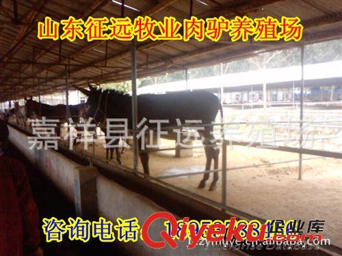 山东养殖场厂价直销德州驴，提供肉驴养殖技术-免费运输货到付款