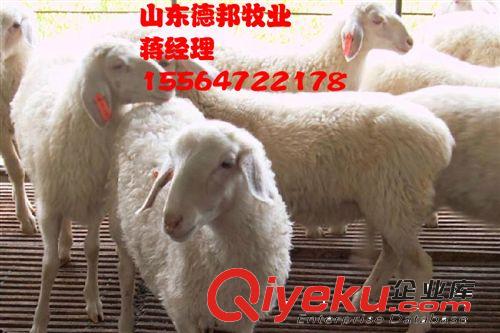 广州的小尾寒羊价格行情是多少钱一只啊嘉祥德邦牧业