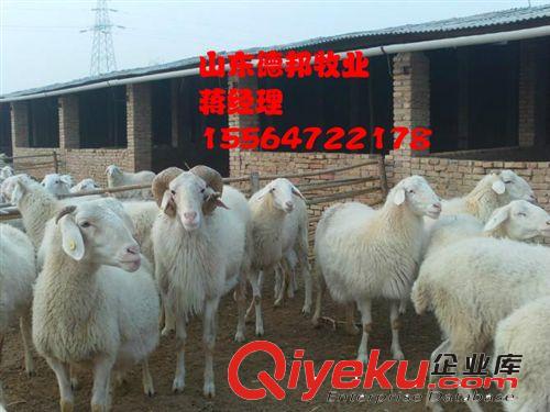 山东养殖场长期提供纯种改良种羊羊羔 鲁西青山羊 嘉祥德邦牧业