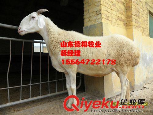长期供应改良肉羊小尾寒羊 嘉祥德邦牧业