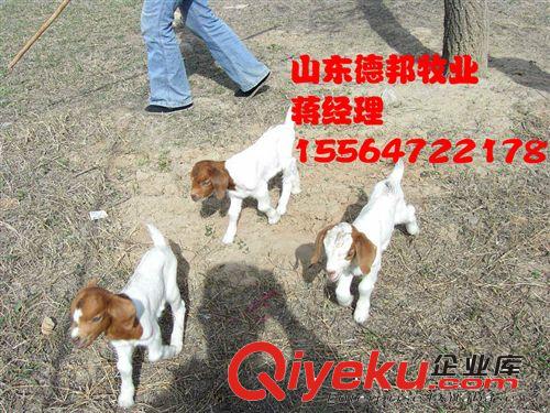 询问波尔山羊价格 价格{zy} 嘉祥德邦牧业