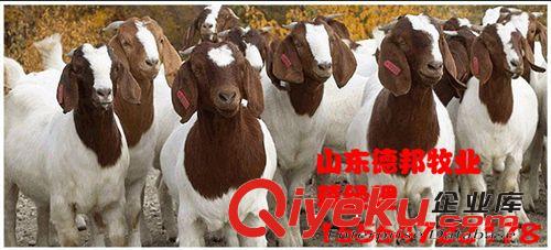 询问波尔山羊价格 价格{zy} 嘉祥德邦牧业