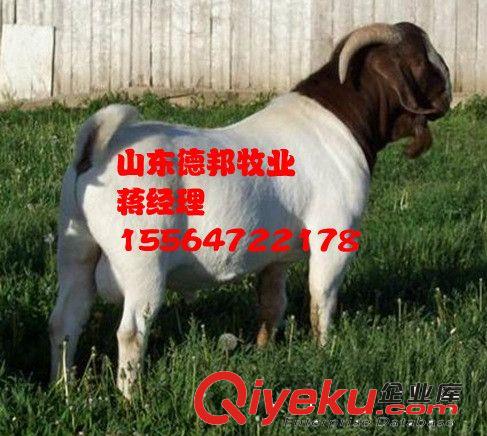 大型养殖场常年供应波尔山羊提供技术  波尔山羊发财致富