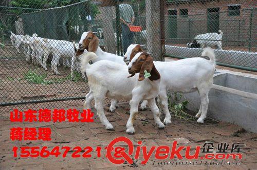 贵州销售一批种羊波尔山羊传授技术在德邦牧业养殖基地