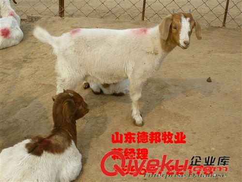 福建养殖场提供纯种波尔山羊羊羔 嘉祥德邦牧业
