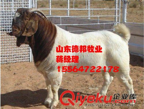 在杭州大型养殖场那里能买到波尔山羊种羊，波尔山羊德邦牧业
