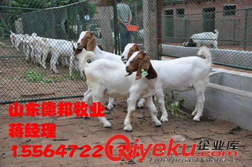 梁山销售一批波尔山羊价格行情   波尔山羊发财致富