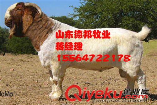 四川{zd0}种羊波尔山羊养殖基地  波尔山羊发财致富